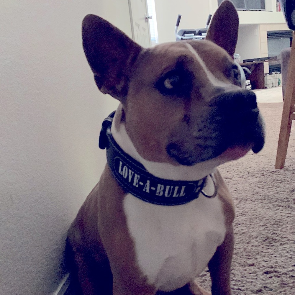 Leather LOVE-A-BULL dog collar XL